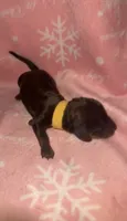 Yellow , a female Miniature Dachshund for sale in Mountain Home, AR – 5 of 5