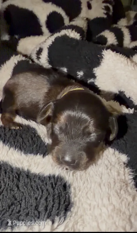 Yellow  – Miniature Dachshund puppy on hold in Mountain Home, AR