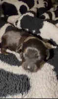 Yellow , a female Miniature Dachshund for sale in Mountain Home, AR – 1 of 5