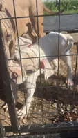 Atlas, a male American Bulldog for sale in Mountain Home, AR – Photo 3 of 6