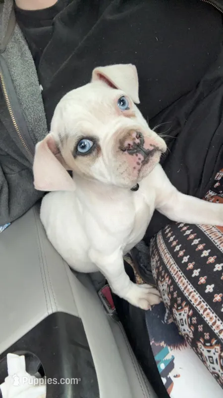 Atlas – American Bulldog puppy for sale in Mountain Home, AR