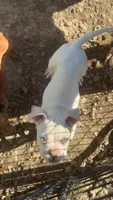 Atlas, a male American Bulldog for sale in Mountain Home, AR – Photo 2 of 6