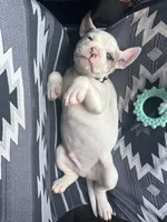 Atlas, a male American Bulldog for sale in Mountain Home, AR – Photo 6 of 6