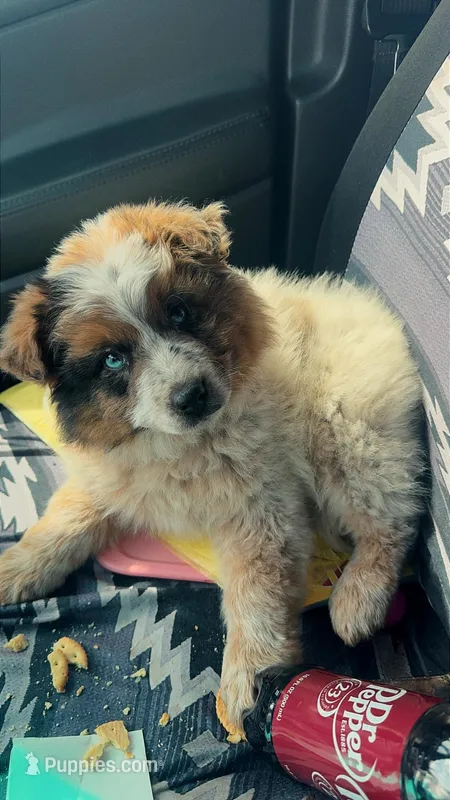 Hendrix , a male Australian Shepherd and Great Pyrenees for sale in Mountain Home, AR – Photo 1 of 1