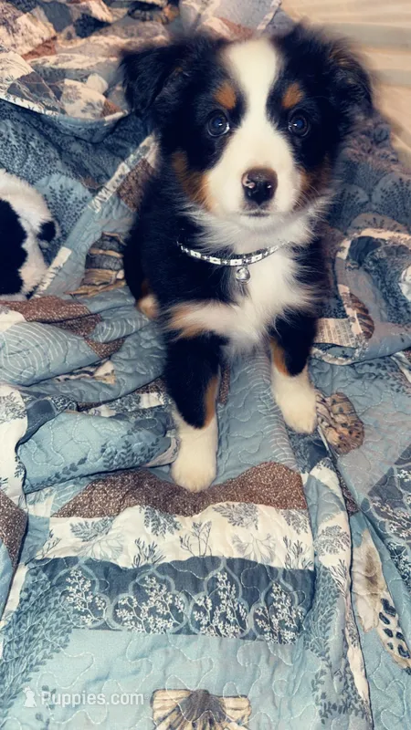 Beau, a male Miniature Australian Shepherd for sale in Mountain Home, AR – Photo 1 of 1