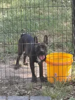 Winnie, a female Boston Terrier and French Bulldog for sale in Mountain Home, AR – 2 of 5