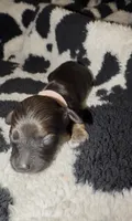 Pink, a female Miniature Dachshund for sale in Mountain Home, AR – 3 of 6