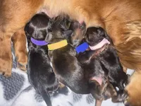 Pink, a female Miniature Dachshund for sale in Mountain Home, AR – 6 of 6