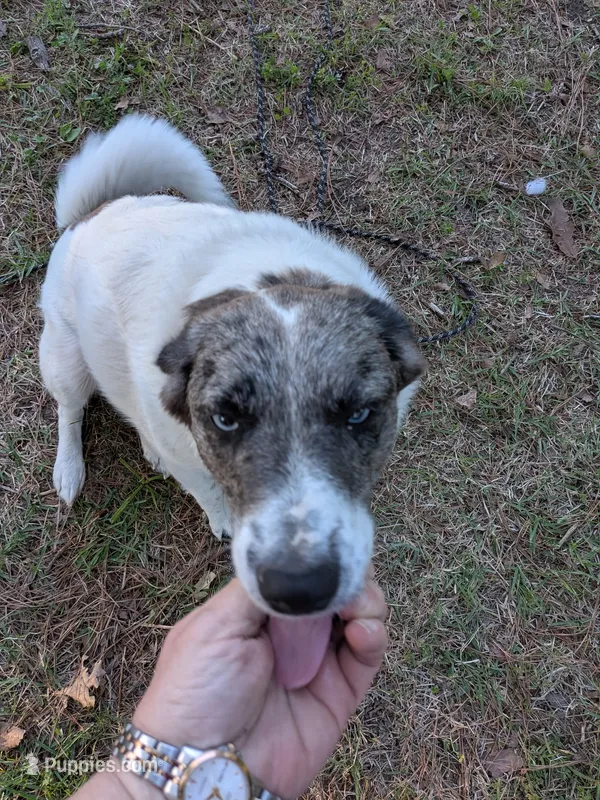 Sable – Australian Shepherd, Anatolian Shepherd Dog puppy for sale in Mountain Home, AR