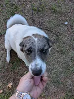 Sable, a female Australian Shepherd and Anatolian Shepherd Dog for sale in Mountain Home, AR – 1 of 1