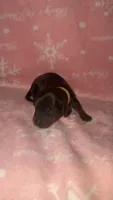 Yellow , a female Miniature Dachshund for sale in Mountain Home, AR – 2 of 5