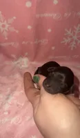 Pink, a female Miniature Dachshund for sale in Mountain Home, AR – 5 of 6
