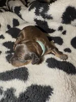 Light blue, a male Miniature Dachshund for sale in Mountain Home, AR – 2 of 6