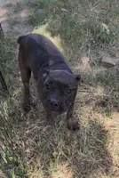 Winnie, a female Boston Terrier and French Bulldog for sale in Mountain Home, AR – 3 of 5