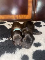 Light blue, a male Miniature Dachshund for sale in Mountain Home, AR – 4 of 6