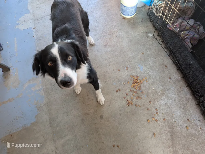Rose – Border Collie puppy for sale in Mountain Home, AR