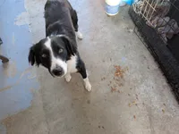 Rose, a female Border Collie for sale in Mountain Home, AR – 1 of 1