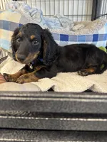 Akc Boone , a male Miniature Dachshund for sale in Mountain Home, AR – 3 of 3
