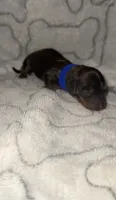 Dark blue, a male Miniature Dachshund for sale in Mountain Home, AR – 3 of 5
