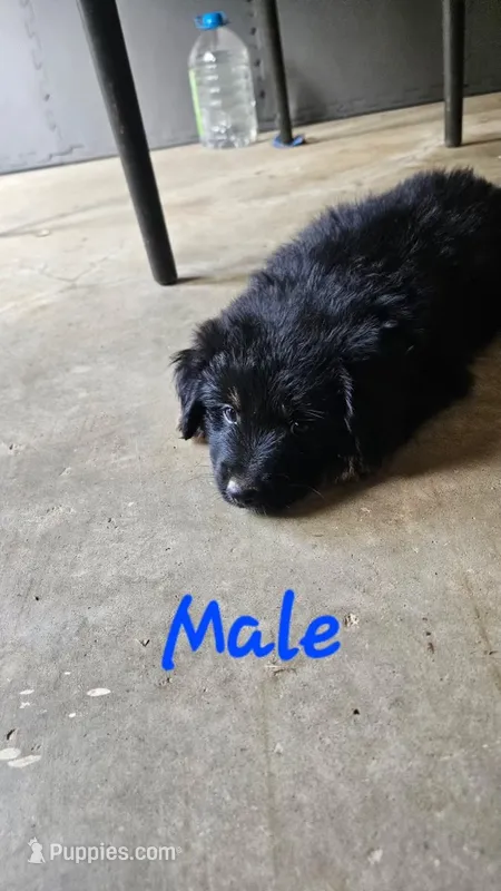 Akc fudge – Miniature Australian Shepherd, Miniature American Shepherd puppy for sale in Mountain Home, AR
