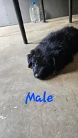 Akc fudge, a male Miniature Australian Shepherd and Miniature American Shepherd for sale in Mountain Home, AR – 1 of 3