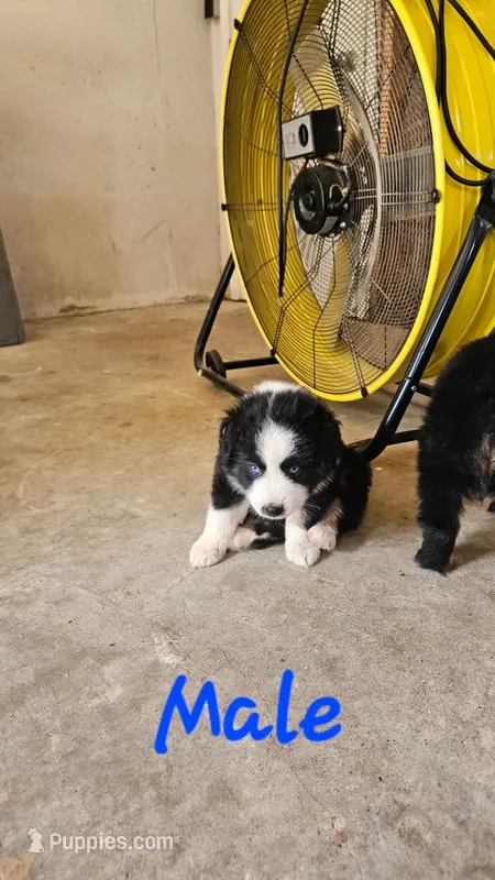 Akc Mochi – Miniature Australian Shepherd, Miniature American Shepherd puppy for sale in Mountain Home, AR