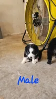 Akc Mochi, a male Miniature Australian Shepherd and Miniature American Shepherd for sale in Mountain Home, AR – 1 of 3