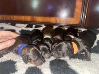 Dark blue, a male Miniature Dachshund for sale in Mountain Home, AR – 5 of 5