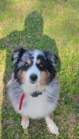 Akc fudge, a male Miniature Australian Shepherd and Miniature American Shepherd for sale in Mountain Home, AR – 2 of 3