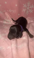 Purple, a female Miniature Dachshund for sale in Mountain Home, AR – 4 of 5