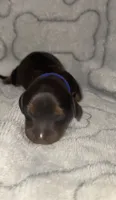 Dark blue, a male Miniature Dachshund for sale in Mountain Home, AR – 2 of 5