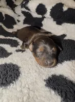 Dark blue, a male Miniature Dachshund for sale in Mountain Home, AR – 1 of 5