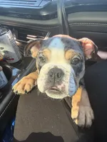 Butters , a female English Bulldog for sale in Arlington, TX – 4 of 9