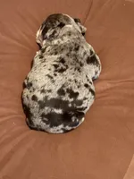 Butters , a female English Bulldog for sale in Arlington, TX – 3 of 9