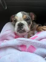 Butters , a female English Bulldog for sale in Arlington, TX – 6 of 9