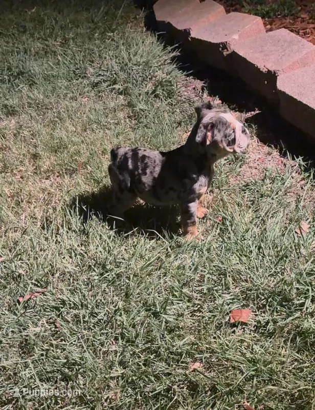 Butters  – English Bulldog puppy for sale in Arlington, TX