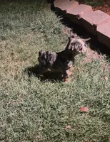 Butters , a female English Bulldog for sale in Arlington, TX – 1 of 9