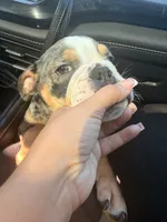 Butters , a female English Bulldog for sale in Arlington, TX – 9 of 9