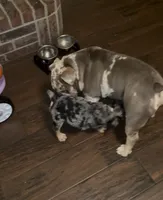 Butters , a female English Bulldog for sale in Arlington, TX – 5 of 9