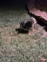 Butters , a female English Bulldog for sale in Arlington, TX – 8 of 9
