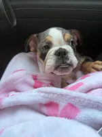 Butters , a female English Bulldog for sale in Arlington, TX – 7 of 9