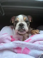Butters , a female English Bulldog for sale in Arlington, TX – 2 of 9