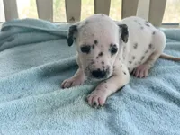 DARLING, a female Dalmatian for sale in Ocala, FL – Photo 3 of 4