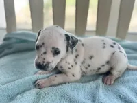DARLING, a female Dalmatian for sale in Ocala, FL – Photo 4 of 4