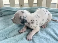 DARLING, a female Dalmatian for sale in Ocala, FL – Photo 2 of 4