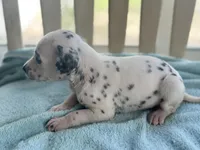 DARLING, a female Dalmatian for sale in Ocala, FL – Photo 1 of 4