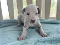 Liver boy, a male Dalmatian for sale in Ocala, FL – Photo 1 of 4