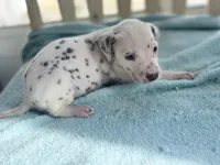 Liver boy, a male Dalmatian for sale in Ocala, FL – Photo 2 of 4