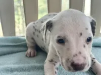 Liver boy, a male Dalmatian for sale in Ocala, FL – Photo 3 of 4