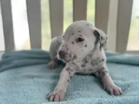Liver boy, a male Dalmatian for sale in Ocala, FL – Photo 4 of 4